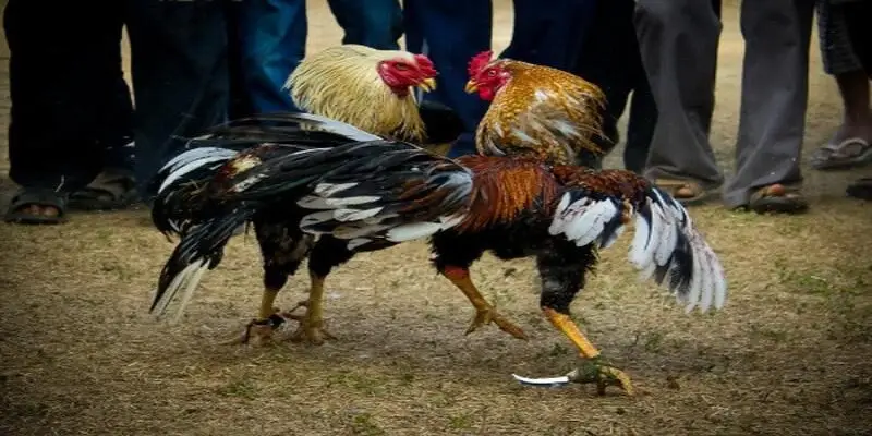 Ppvip Sabong cockfighting arena streaming interface
